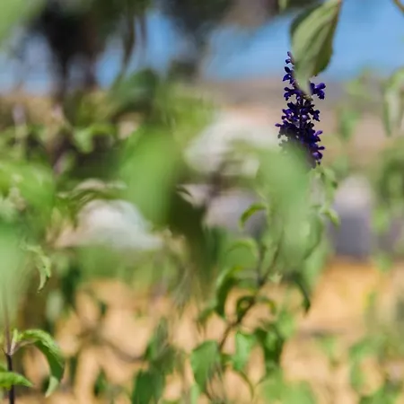 فيلة Orelia Luxury *