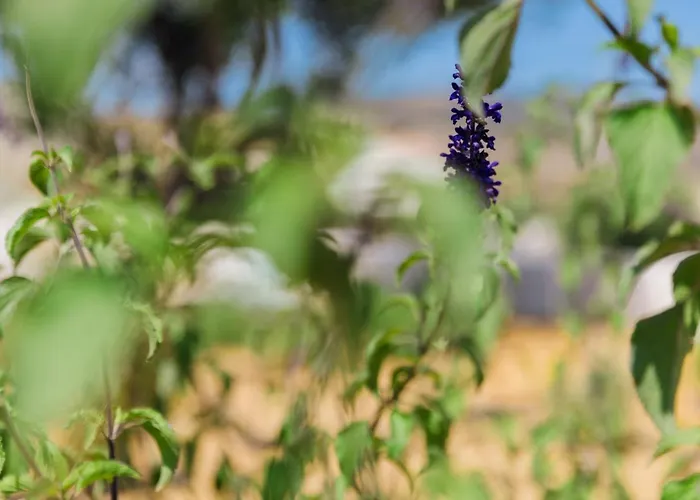 Villa Orelia Luxury *